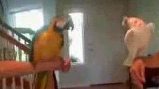 Два друга попугая - смотреть видео (1:36)