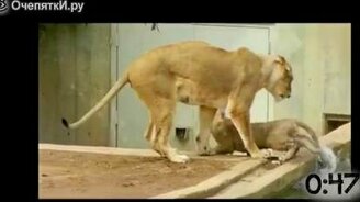 Животные делают подлянку друг другу - смотреть видео (0:55)