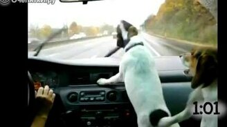 Собаки против автомобильных дворников - смотреть видео (1:09)