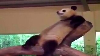 Ролики со смешными животными - смотреть видео (5:57)