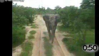 Животные атакуют туристов на транспорте - смотреть видео (0:59)