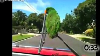 Звери на капоте - смотреть видео (0:55)