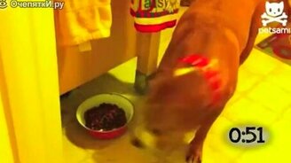 Животные крадут еду - смотреть видео (0:59)