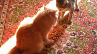 Кошки делят ковёр - смотреть видео (4:14)