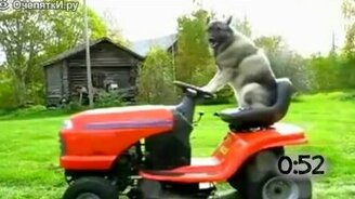 Животные выполняют человечью работу - смотреть видео (0:59)