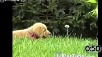 Пёсики против неведомых игрушек - смотреть видео (0:58)