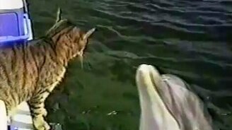 Игры кота и дельфина - смотреть видео (1:49)