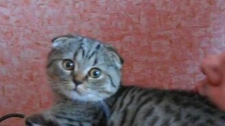 Котейка очень любит хозяина - смотреть видео (1:55)
