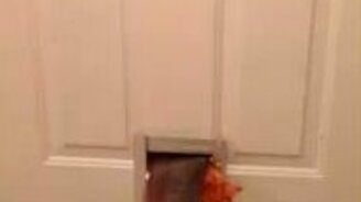 Кот Гарфилд существует! - смотреть видео (0:23)