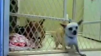 Побег собачек из заключения - смотреть видео (0:40)