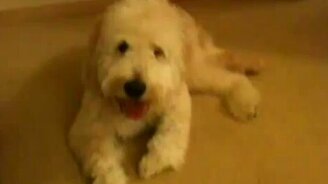 Пёс забыл прыгнуть - смотреть видео (0:41)