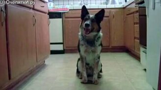 Способный дрессированный пёсик - смотреть видео (2:02)