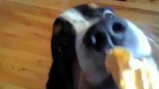 Собачье лакомство - смотреть видео (1:21)