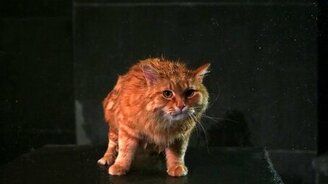 Отряхивающаяся кошка - смотреть видео (0:34)