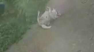 Чешу спинку - смотреть видео (0:30)