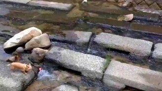 Пёс развлекает сам себя - смотреть видео (1:39)