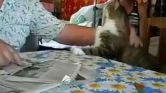 Ну погладь кота! - смотреть видео (0:24)
