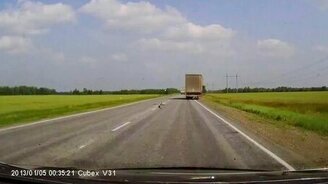 Крикливые самочки - смотреть видео (1:00)