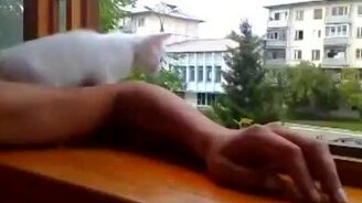 Кошка боится за руку хозяина - смотреть видео (0:28)