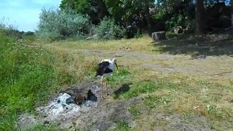 Покормил аиста - смотреть видео (0:42)