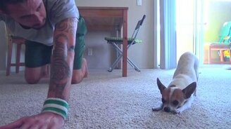 Чихуа-хуа занимается йогой - смотреть видео (1:35)