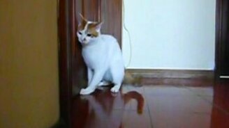 Краш-тест кота и автомобиля - смотреть видео (1:10)