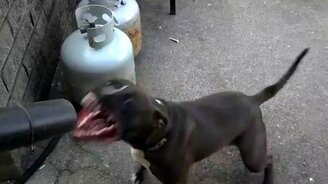 Собака против садового пылесоса - смотреть видео (0:49)