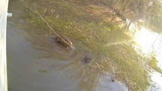 Бобер атакует Москву - смотреть видео (1:03)