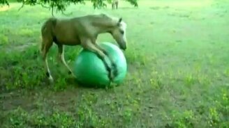 Забавный жеребёнок - смотреть видео (2:07)