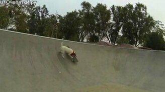 Пёс на скейте - смотреть видео (0:31)