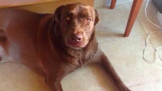 Самое быстрое собачье дыхание - смотреть видео (1:34)