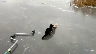 Хорь и щука - смотреть видео (1:01)