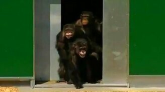 Обезьяны после 30 лет заточения... - смотреть видео (3:43)