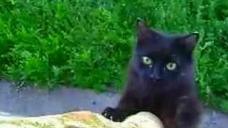 Кот идёт домой... - смотреть видео (0:15)