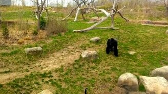 Горилла против гусей - смотреть видео (0:27)