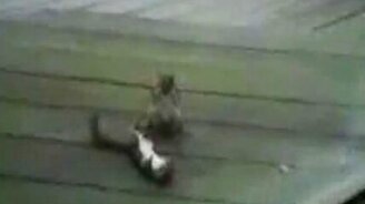 Хитрая белочка во время драки - смотреть видео (0:14)