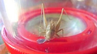 Обед для кузнечика - смотреть видео (3:55)