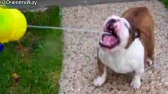 Собаки, которые любят водные процедуры - смотреть видео (1:31)