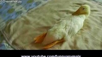 Пылесосит утку - смотреть видео (0:50)