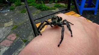 Паук пришёл познакомиться - смотреть видео (0:40)