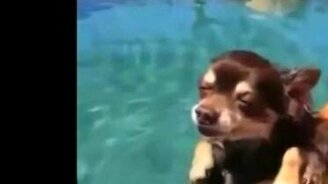 Спящий пловец - смотреть видео (0:07)