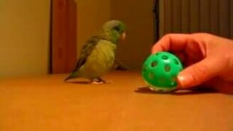 Птичка безумно любит играть с шариком - смотреть видео (1:34)