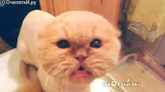 Миллион причин любить котов - смотреть видео (4:10)