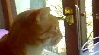 Кот лает на голубя - смотреть видео (0:50)