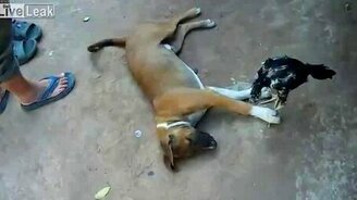 Щенок-подросток против петушка - смотреть видео (1:54)