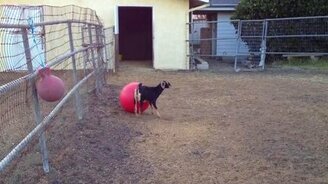 Козочка занимается йогой - смотреть видео (2:27)