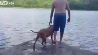 Кинулись спасать хозяина - смотреть видео (0:17)