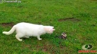 Кот против змеи - смотреть видео (0:25)