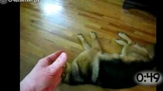 Собаки прикидываются мёртвыми - смотреть видео (0:55)