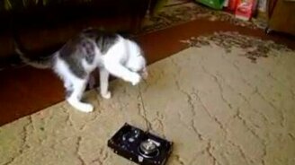 Котёнок играется с жёстким диском - смотреть видео (1:34)